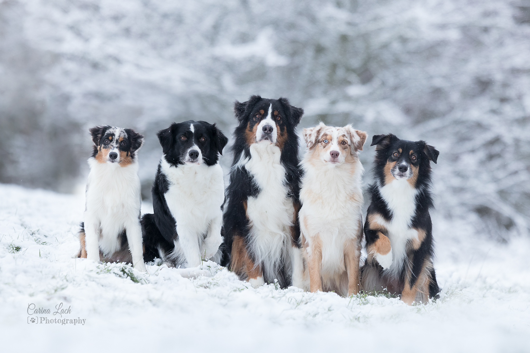 Unser aktuelles Rudel